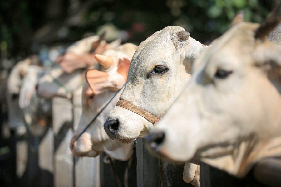 Stok Hewan Kurban di Riau Aman Jelang Idul Adha 1446 H