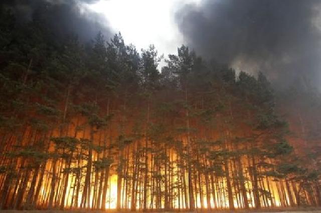 Polisi tetapkan 75 tersangka pembakar Hutan di Riau