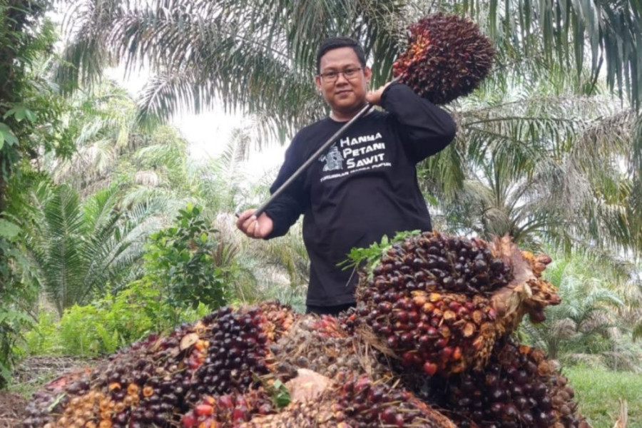 Berikut Daftar Harga Kelapa Sawit Mitra Swadaya di Riau Periode 26 Juni – 02 Juli 2024