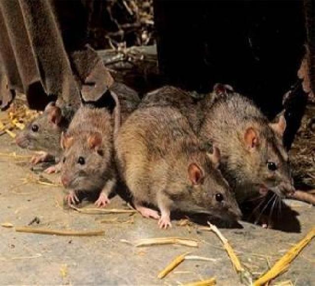  Ya Ampuun, Jutaan Tikus Serbu Kuala Lumpur
