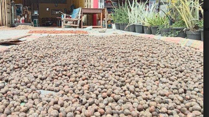 Harga Pinang Kering di Riau Naik Minggu Ini Menjadi Rp4.663 per Kg
