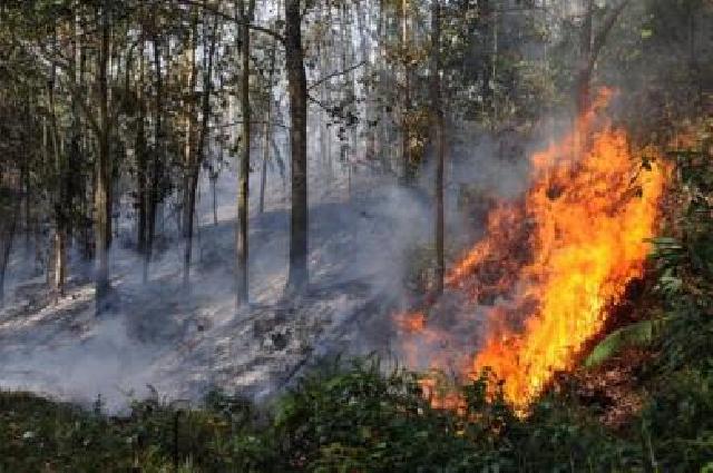 Bupati Siak : Kepala Kampung Harus Awasi hutan dan Lahan dari Kebakaran