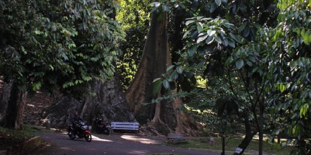  Ini Dia Cerita Unik Pohon Jodoh di Kebun Raya Bogor