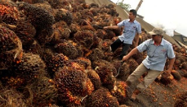  Petani Riau Menjerit, Harga Sawit Terpuruk
