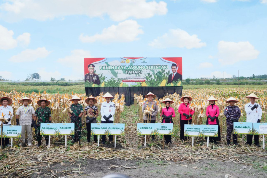 Polda Riau Panen Raya Jagung Serentak, Dukung Ketahanan Pangan Nasional