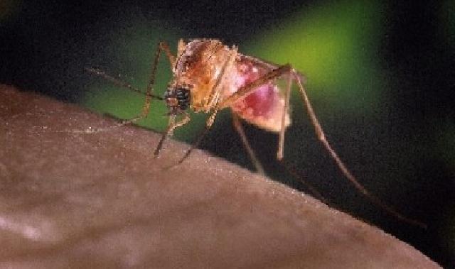 Peneliti Temukan Senyawa Baru Sembuhkan Malaria