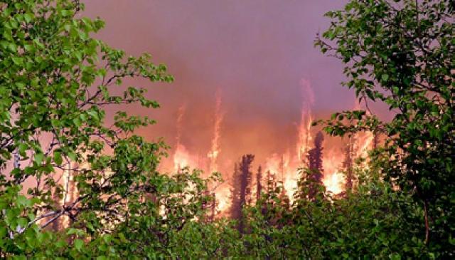  Gawat, Puluhan Juta Hektare Hutan Kita Berpotensi Terbakar