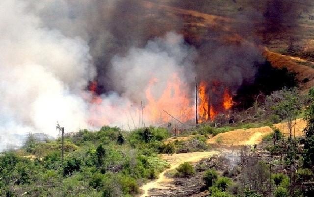 Pemerintah Serius Hentikan Kebakaran Hutan Riau