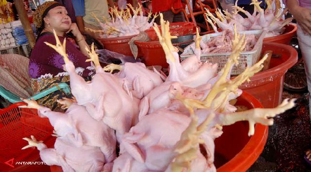 Harga Daging Ayam Potong Rp26 Ribu Per Kg