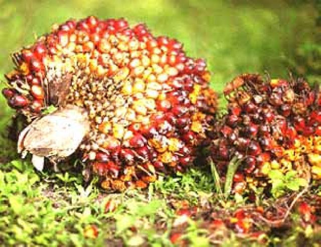 Pekan Ini Harga TBS Sawit Turun Rp 6 /Kg