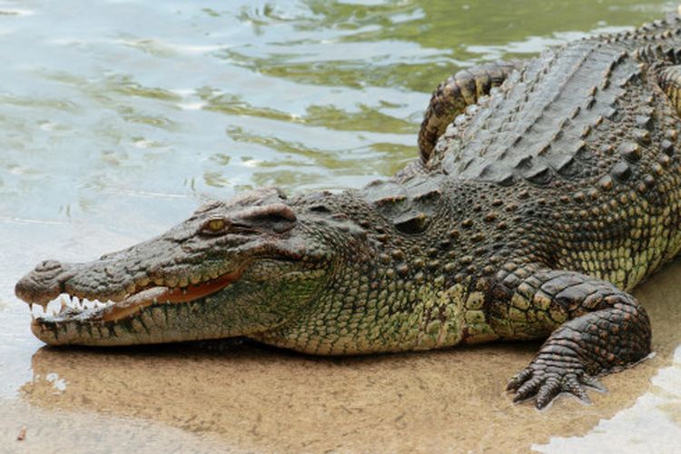 Asik Mancing di Sungai Rokan, Pria Asal Rohil Ini Tiba-tiba Diterkam Buaya