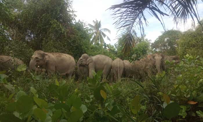 14 Gajah Liar Masuk Kampung dan Perkebunan Warga