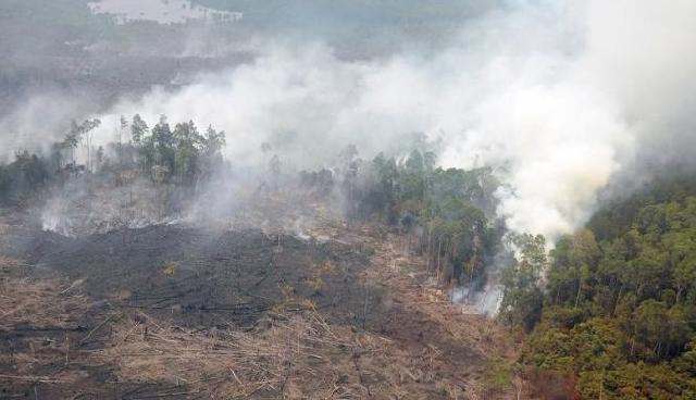  Tersangka Karhutla Bertambah Jadi 60 Orang