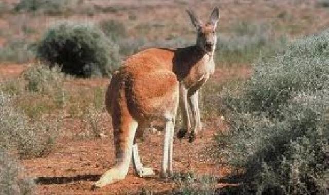  Seekor Kangguru di Australia Miliki Ayah Manusia