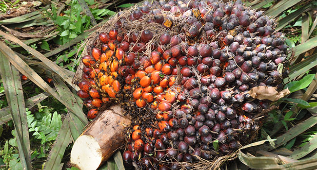 Harga TBS kelapa Sawit Turun menjadi Rp1.591,94/Kg.