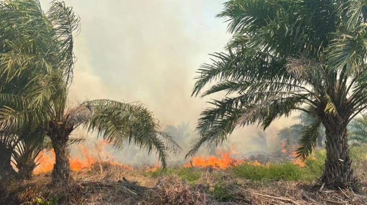 Pria Asal Riau Ini Jadi Tersangka Gara-gara Buang Puntung Rokok: 30 Hektar Lahan Terbakar