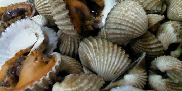  Pemkab Rohil Siap Kembangkan Budidaya Kerang 