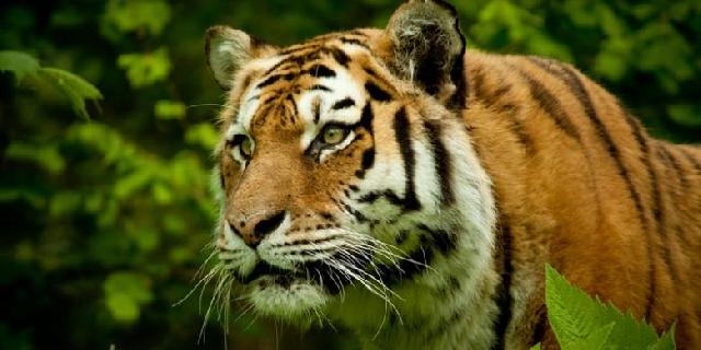  57 Orang Meninggal karena Konflik dengan Harimau 