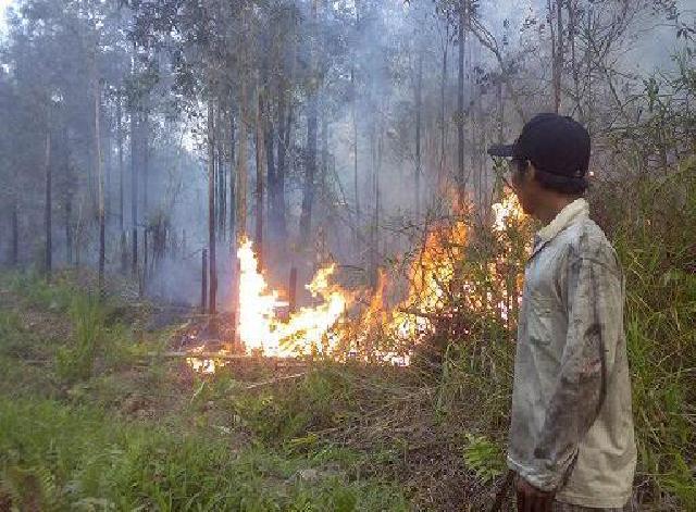 Polisi Tangkap Pembakar Lahan di Rohil