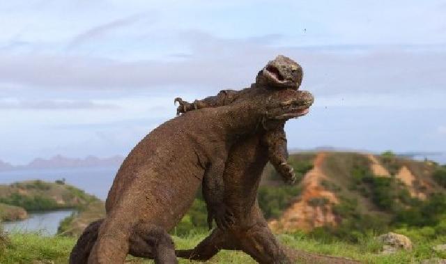 Seperti Tiru Adegan Film, Dua Komodo Ini Bergulat