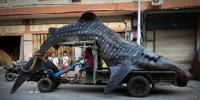  Setelah Ditangkap, Ikan Raksasa Ini Diarak Keliling Kota