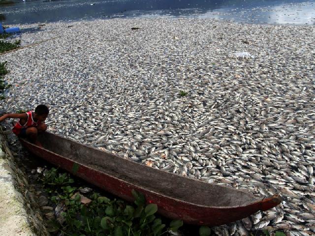  Waduh, 100 Ton Ikan Tiba-tiba Mati di Danau Maninjau