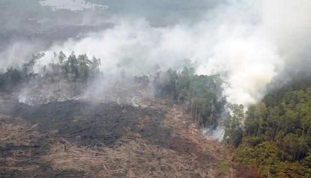  Pembakar Lahan di Riau akan Diburu Hingga Akhir Maret