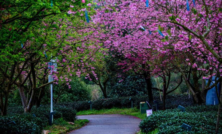 Liburan di Taman Sakura Cibodas, Sungguh Seperti Berwisata di Negeri Jepang Beneran