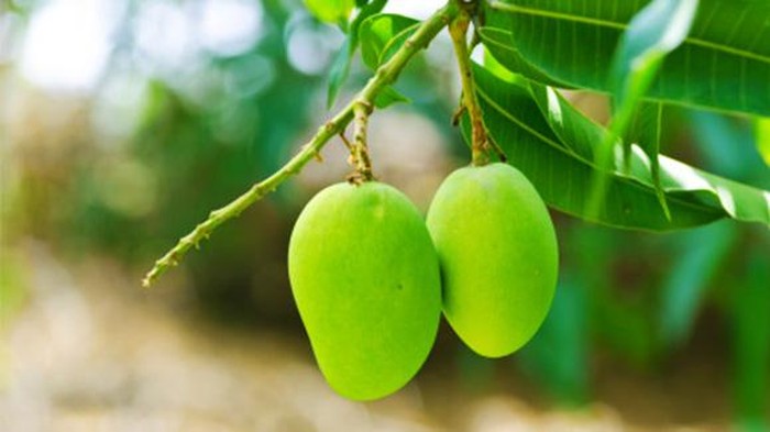 Ternyata Manfaat Daun Mangga Luar Biasa bagi Kesehatan Tubuh: Yuk Simak Cara Konsumsinya