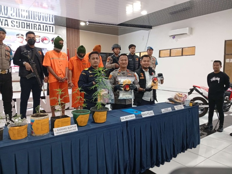 Satu Tersangka Diamankan Saat Polisi dan Bea Cukai Bengkalis Bongkar Ladang Ganja di Pulau Rupat