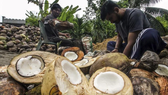 Ternyata Ini Alasannya Kenapa Penumpang tak Boleh Bawa Buah Kelapa saat Naik Pesawat