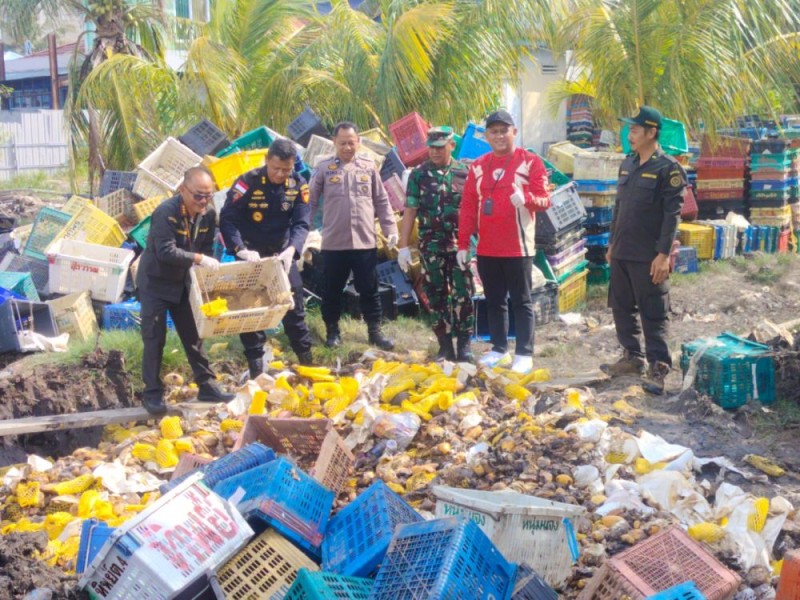 Sebanyak 25,9 Ton Mangga Ilegal Asal Malaysia Dimusnahkan