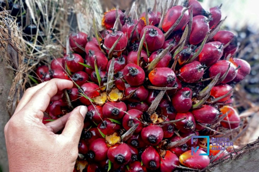 Harga Kelapa Sawit Mitra Plasma Minggu Naik Jadi Rp2.983 per Kg