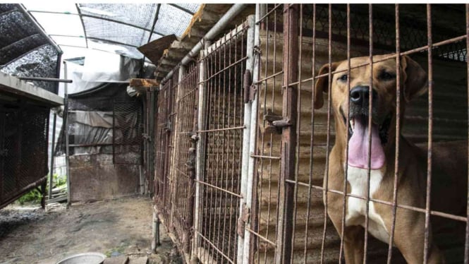 Ini Dia Negara Paling Doyan Makan Daging Anjing: Waduh, Indonesia Termasuk!