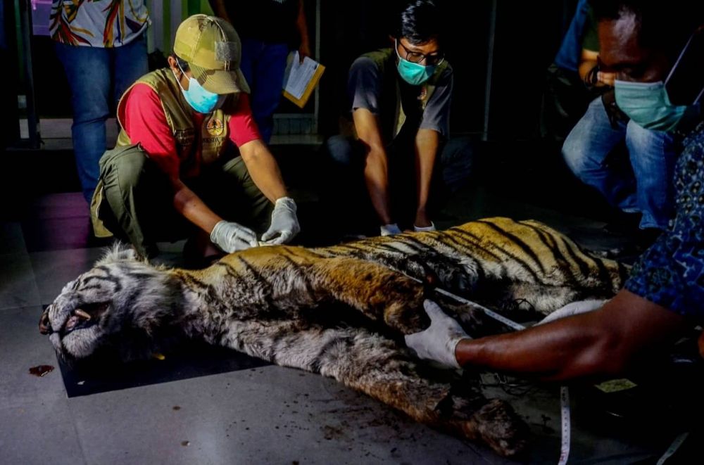 Menyedihkan, Harimau di Bengkalis Ini Mati Karena Luka dan Depresi