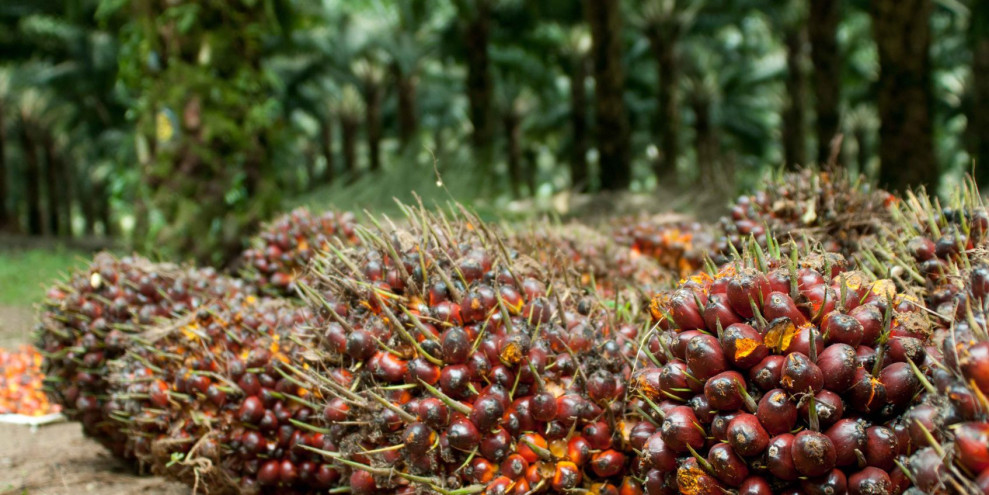 Harga Kelapa Sawit Swadaya di Riau Naik Jadi Rp 3.002 per Kg