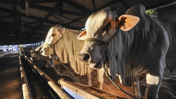 Fakta-fakta Unik Sapi Termahal di Dunia: Punya Pengawal hingga Sel Telur Dijual Rp4 Miliar