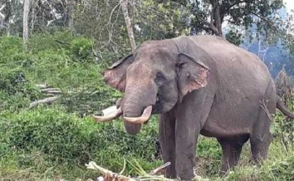 Umur 50 tahun, Gajah Tunggal Berhasil di evakuasi Di Rohil