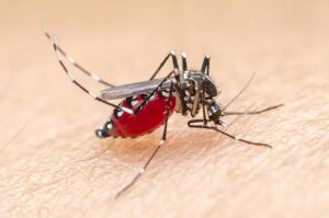 Gawat, Kasus Malaria di Inhil Naik Tiga Kali Lipat