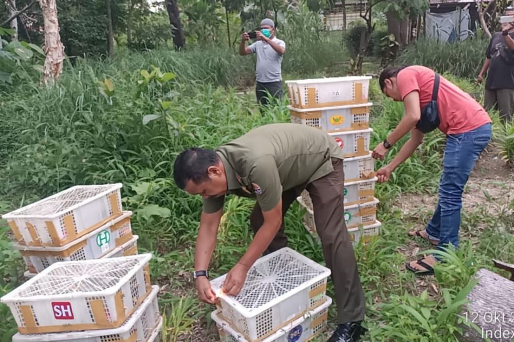 Ratusan Burung Tanpa Dokumen Disita Balai Besar KSDA Riau